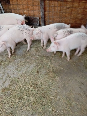 De vânzare   6 soldei ( 40 kg fiecare)