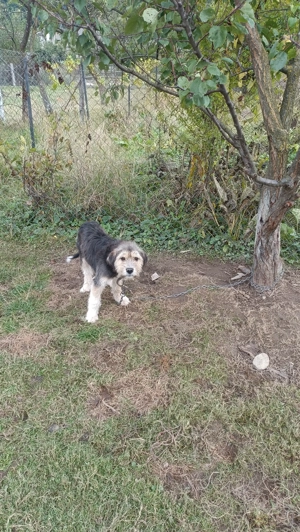 Cățel talie mică bun de pază și prietenos cu copii