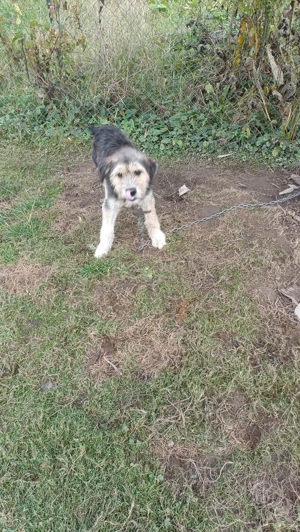 Cățel talie mică bun de pază și prietenos cu copii - imagine 4