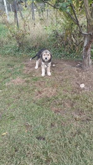 Cățel talie mică bun de pază și prietenos cu copii - imagine 2