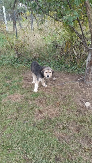 Cățel talie mică bun de pază și prietenos cu copii - imagine 3