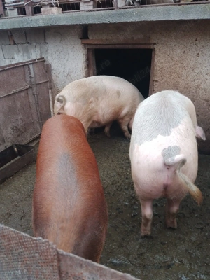 Porci de vanzare 18 lei kg in comuna Birda