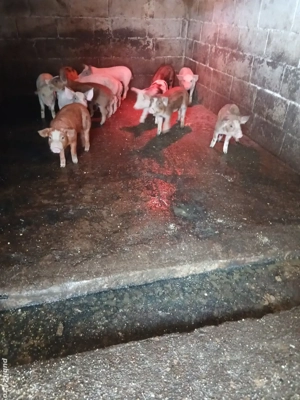 Purcei de 12 saptamani - imagine 3 Purcei de 12 saptamani - imagine 3