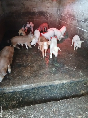 Purcei de 12 saptamani