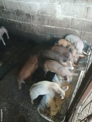 Purcei de 12 saptamani - imagine 4 Purcei de 12 saptamani - imagine 4