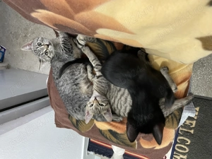 Pisoi spre adopție  - imagine 3 Pisoi spre adopție  - imagine 3