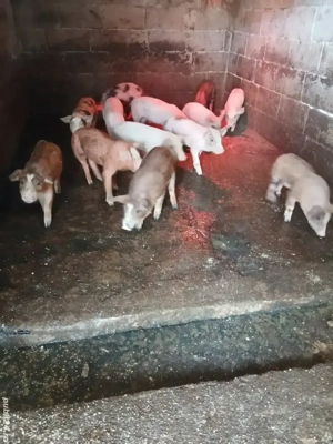 Purcei de 12 saptamani - imagine 2 Purcei de 12 saptamani - imagine 2