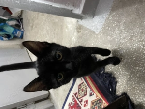 Pisoi spre adopție  - imagine 2 Pisoi spre adopție  - imagine 2