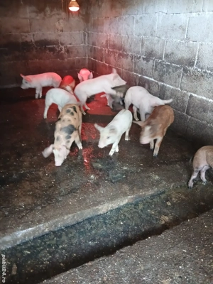 Purcei de 12 saptamani - imagine 5 Purcei de 12 saptamani - imagine 5