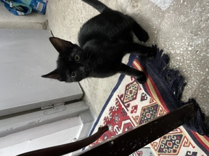 Pisoi spre adopție  - imagine 4 Pisoi spre adopție  - imagine 4