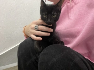 Pisoi spre adopție  - imagine 5 Pisoi spre adopție  - imagine 5