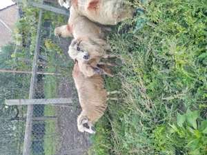 Oi de vanzare 12 bucati 450 lei bucata 