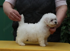 pui Bichon Frise - imagine 5