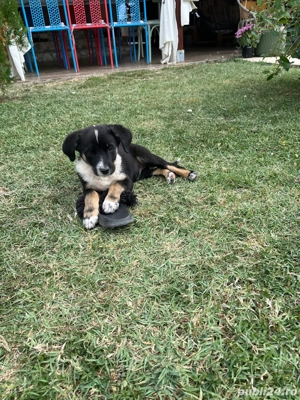 Catei metis beagle - imagine 3 Catei metis beagle - imagine 3