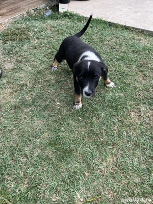 Catei metis beagle - imagine 2 Catei metis beagle - imagine 2