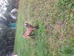 De vânzare Trei capre.