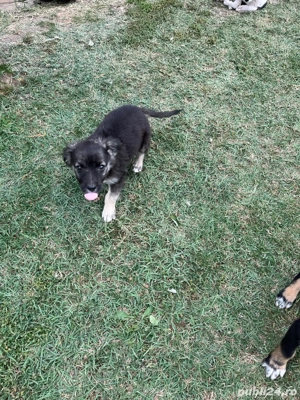 Catei metis beagle - imagine 4 Catei metis beagle - imagine 4