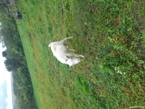 De vânzare Trei capre. - imagine 2