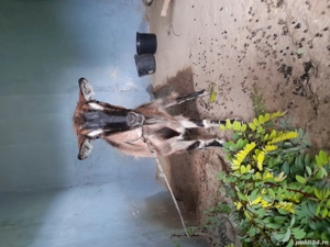 De vânzare Trei capre. - imagine 3