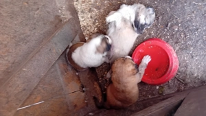 Catei rasa ciobanesc de Asia Centrala - imagine 2 Catei rasa ciobanesc de Asia Centrala - imagine 2