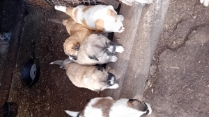 Ciobanesc de Asia Centrala