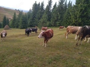 Animale de casa - imagine 3