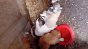 Catei rasa ciobanesc de Asia Centrala