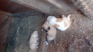 Catei rasa ciobanesc de Asia Centrala - imagine 4 Catei rasa ciobanesc de Asia Centrala - imagine 4