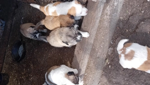 Catei de rasa , Asia Centrala