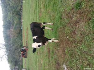 vind tauraș balțat