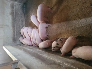 Vând purcei înțărcați.