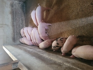 Vând purcei înțărcați. - imagine 2