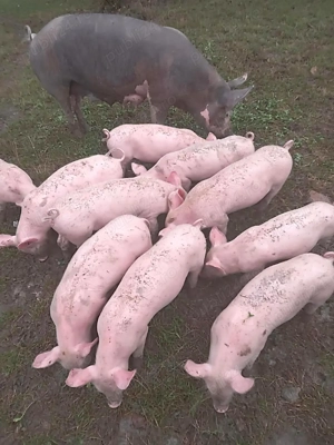 Purcei de vânzare BIO - imagine 2