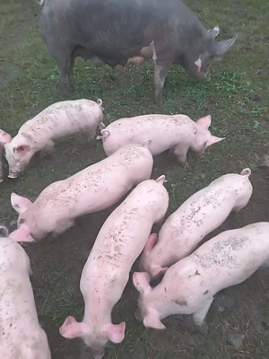 Purcei de vânzare BIO