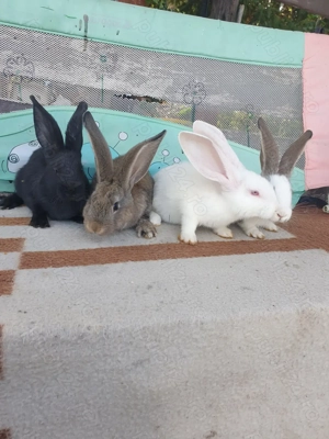 Vand iepuri mascul si femela  - imagine 2