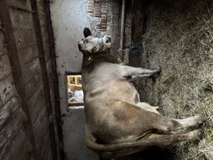 Vând vaca cu lapte - imagine 2