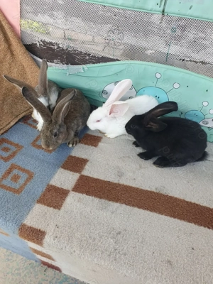 Vand iepuri mascul si femela  - imagine 4