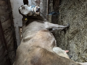 Vând vaca cu lapte - imagine 3