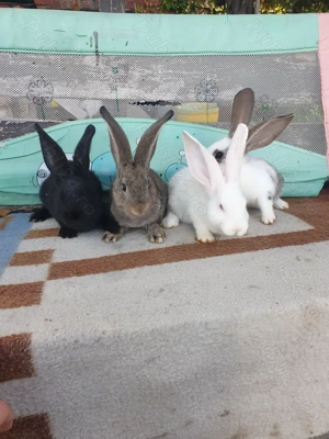 Vand iepuri mascul si femela  - imagine 3