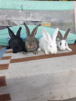 Vand iepuri mascul si femela  - imagine 5