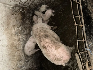 Vând purcei de 7 saptamani