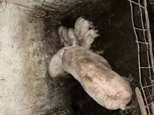 Vând scroafă pentru taiat