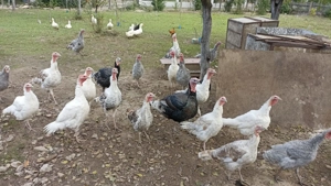 Vand curci crescute la tara