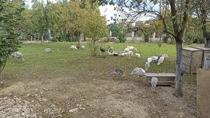 Vand curci crescute la tara - imagine 2 Vand curci crescute la tara - imagine 2