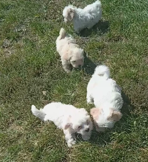 Cățeluși bischon pentru companie. 