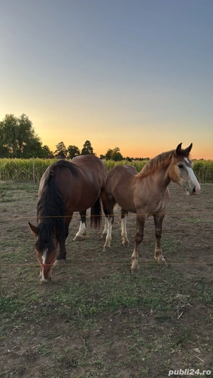 Manz de 6 luni  - imagine 2