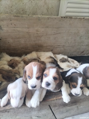 cățeluși beagle  - imagine 2 cățeluși beagle  - imagine 2