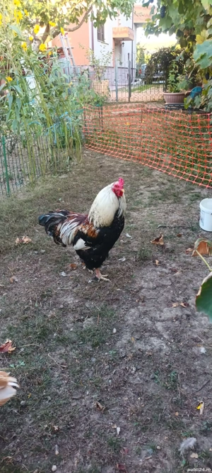 Vînd cocoșul din imagini - imagine 2 Vînd cocoșul din imagini - imagine 2