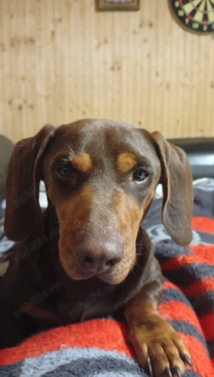 Vând Teckel mascul 1 an - imagine 3