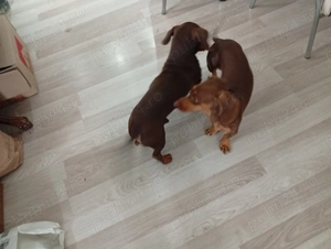 Vând Teckel mascul 1 an - imagine 2